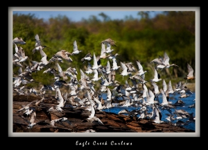 Eagle -Creek Curlews