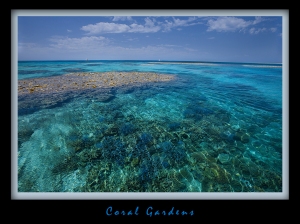 Coral -Gardens